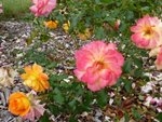 p1000328-1.jpg