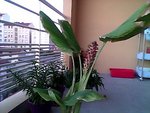 Snapshot_20100817_39.jpg