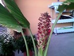 Snapshot_20100817_41.jpg