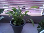 Snapshot_20100817_42.jpg