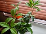 plante2.jpg