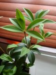 plante2b.jpg