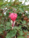coeur.JPG