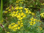 Wijnruit-_Ruta-graveolens_-14846.jpg