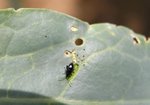 insecte-x.jpg