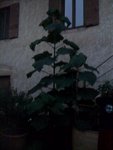 Voici l'arbre !
