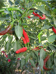 IMG_6935.JPG