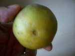 pomme2.JPG