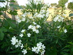 DSC02543.JPG