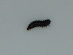 DSCF2181.JPG