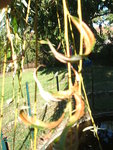 Les feuilles