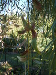 Les feuilles 2
