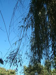 Branches saines et pas saines.