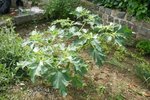 un genre d'arbustre fleuri