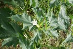 des feuilles en étoile avec une fleur comme celle des liserons au centre