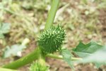 Au coeur, un fruit dans une gaine garnie de piquants