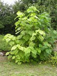 P1010069 - Copie.JPG