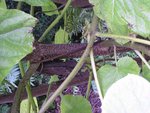 P1010072 - Copie.JPG