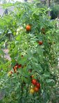 delicedujardinier_w.JPG