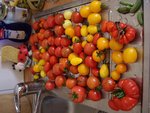 RECOLTE 2 DU 12 08 10.JPG