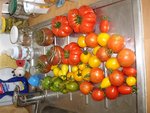 RECOLTE 2 DU 14 08 2010.JPG