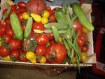 RECOLTE DU 16 08 2010.JPG