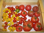 RECOLTE DU 17 08 2010.JPG