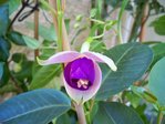 fuchsia pleureur,un peu lourdes,les fleurs tombent avec le vent.
