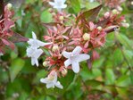 abelia