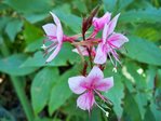 gaura