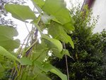Christophine,chouchou,chayotte, mirliton grimpant dans le laurrier sauce.de mj94290