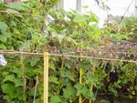 Christophine,chayotte,chouchou,mirliton de mj94290