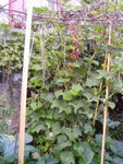 Christophine,chayotte,chouchou,mirliton de mj94290
