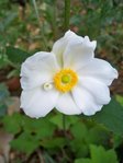 anémone du japon,ma première &quot;fleur&quot;!!