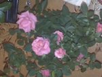 Le beau rosier rose.jpg