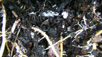 poudre blanchatre et petits points blanc dans terre de mes pots de bambous