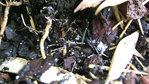 poudre blanchatre dans terre de mes pot de bambous