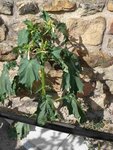QuellePLANTE.JPG