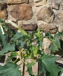 QuellePLANTE1.JPG
