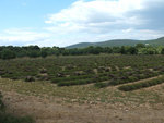 DSCF4856.jpg