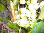 DSCN1419.JPG