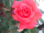 DSCN1407.JPG