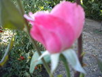DSCN1409.JPG