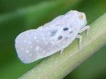 Insecte blanc 4.jpg