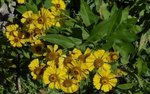 plante a identifier.jpg