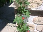 DSC00055.JPG