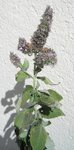 menthe.JPG