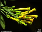 voilà ses fleurs en grappes