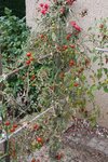 Tomates cerises qui dépérissent