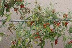 Tomates cerises qui dépérissent